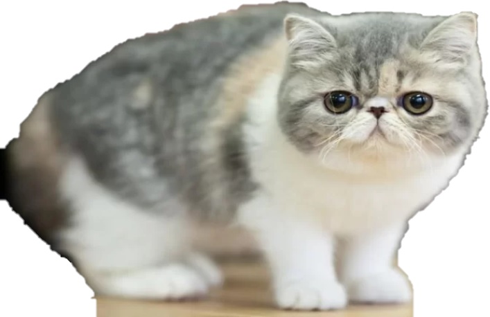 Bagaimana Cara Merawat Kucing Munchkins