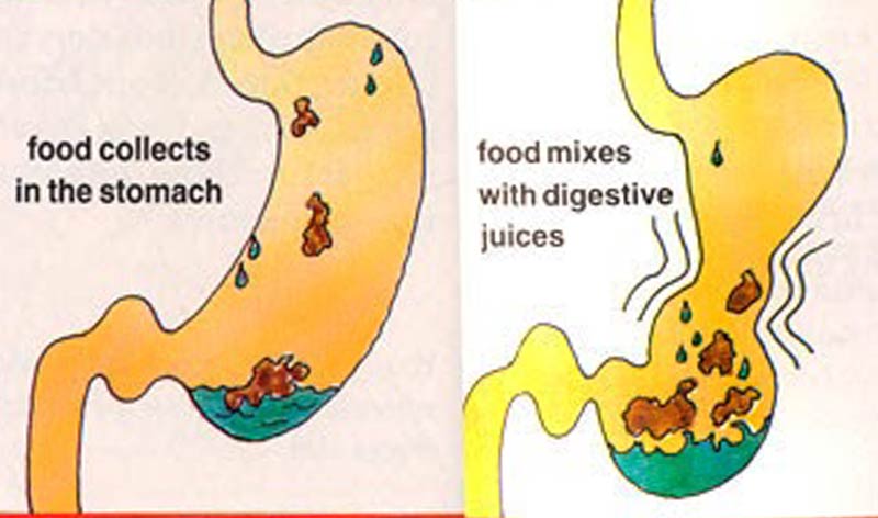 Digestive System Breaking Down Food
