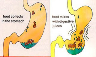Digestive System For Kids - How does the Digestive System Work 2