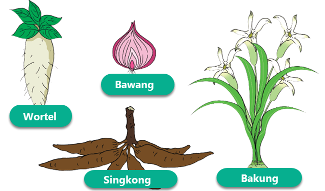 Berikut ini tumbuhan yang berkembangbiak dengan umbi akar adalah