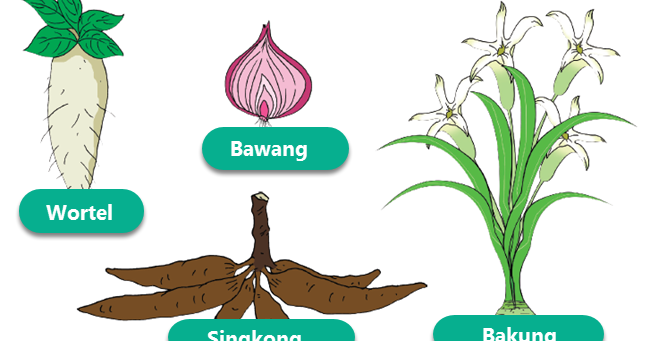 Contoh Tumbuhan Yang Berkembang Biak Dengan Umbi Lapis Image Sites