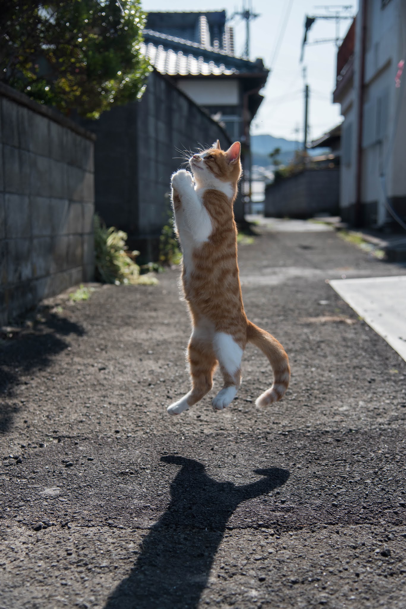 Innovative Cat Photographers Group