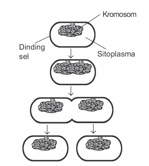 Gambar  . Pembelahan Amitosis