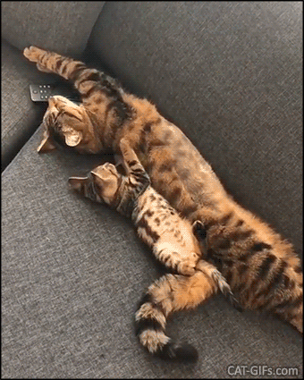 Cute Cat GIF • Funny copycat Mama Cat and her kitten sleeping together Kitty biting mom's ear Cute Cat GIF • Funny copycat Mama Cat and her kitten sleeping together Kitty biting mom's ear