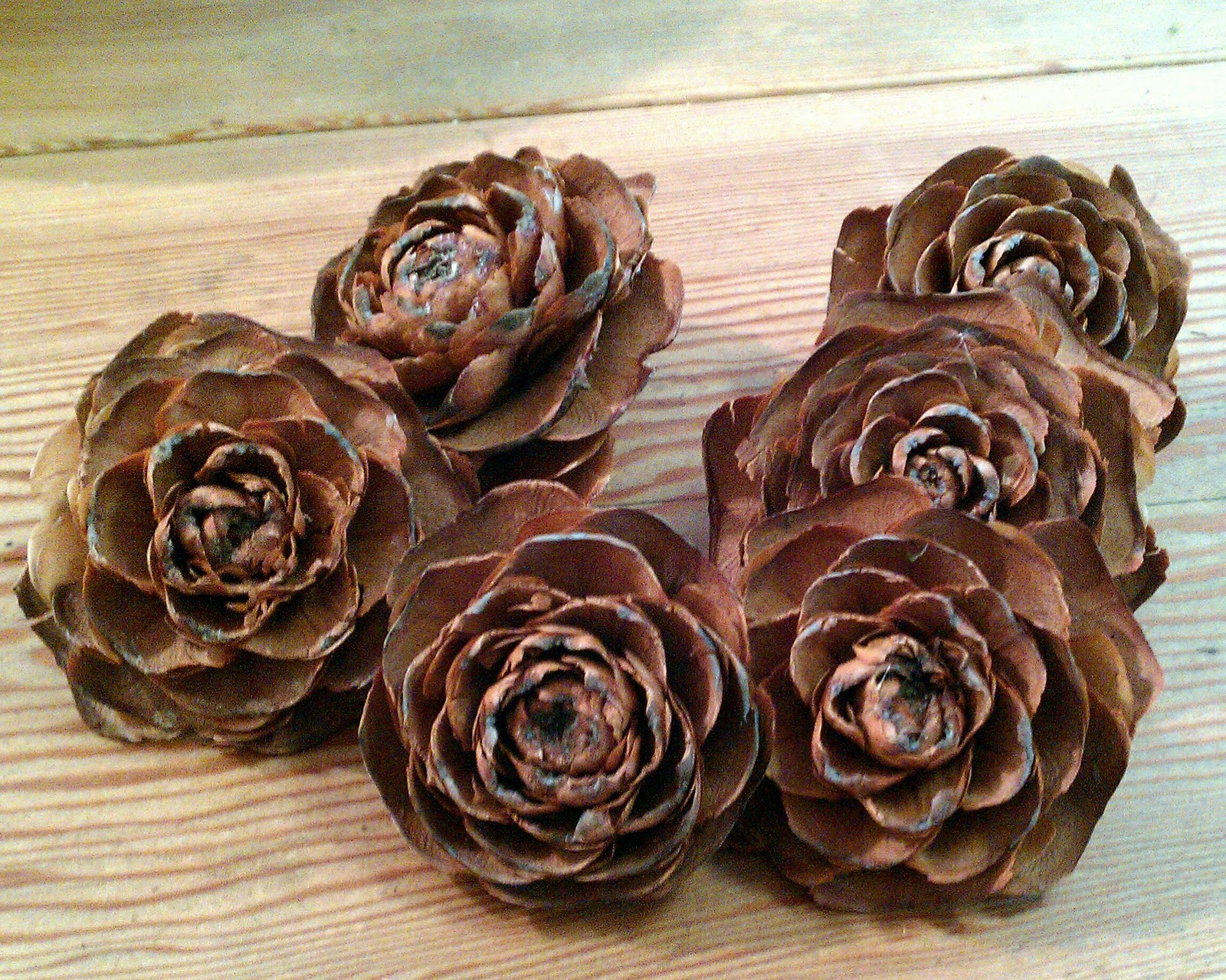 11/03 - Pine cones that look like roses.