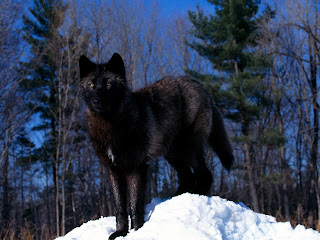 Black Wolf In Snow