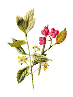 digital flower clip art flower wildflower illustration digital