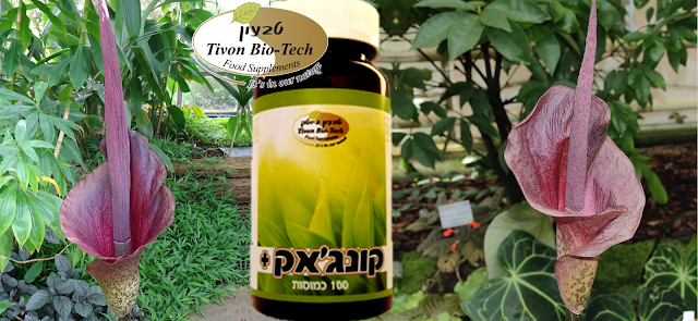 דיאטת קונג'אק להרזיה והצרת היקפים טבעון