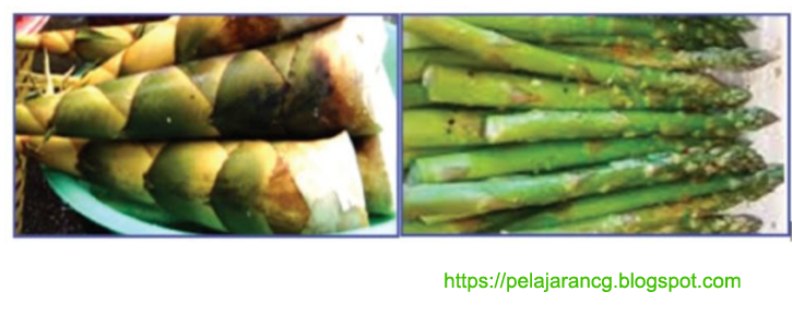 Asparagus Merupakan Sayuran Yang Diambil Pada Bagian Studi Indonesia
