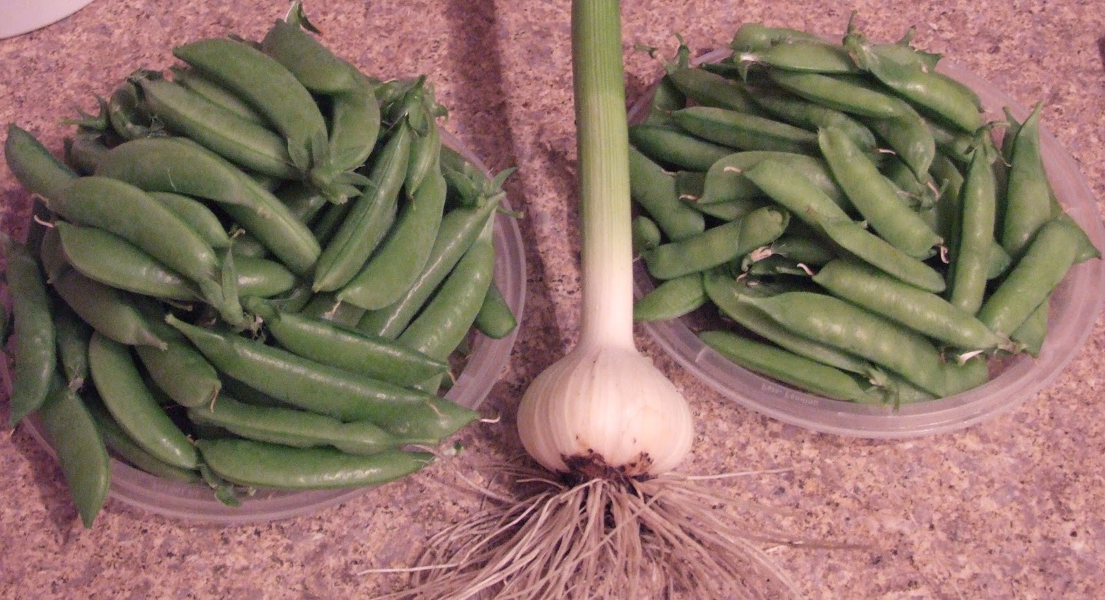Simple Garden Made Easy Peas and Garlic