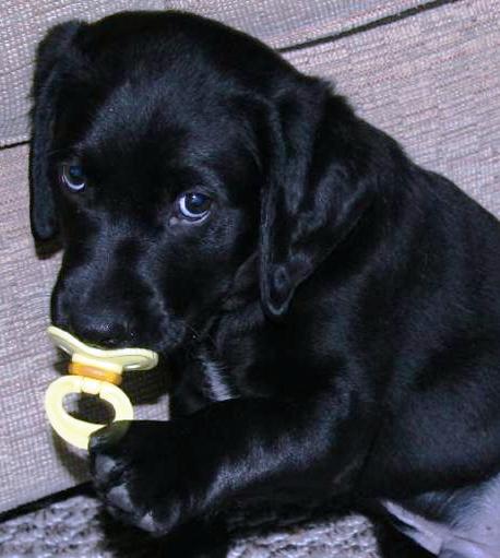 Labrador Retriever Puppies What Should You Look For In A