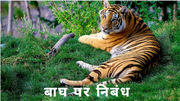 बाघ पर निबंध Essay on Tiger In Hindi