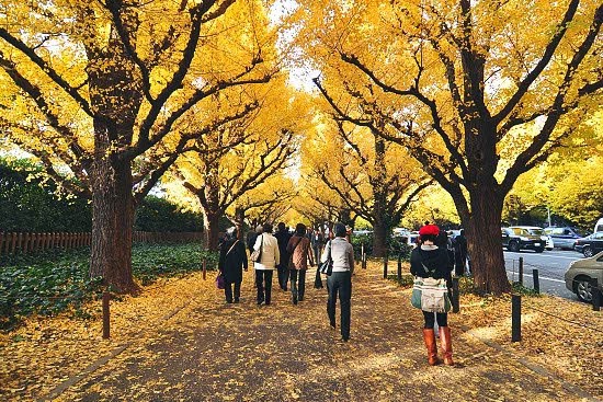 Musim Gugur di Jepang Autumn All About Japan
