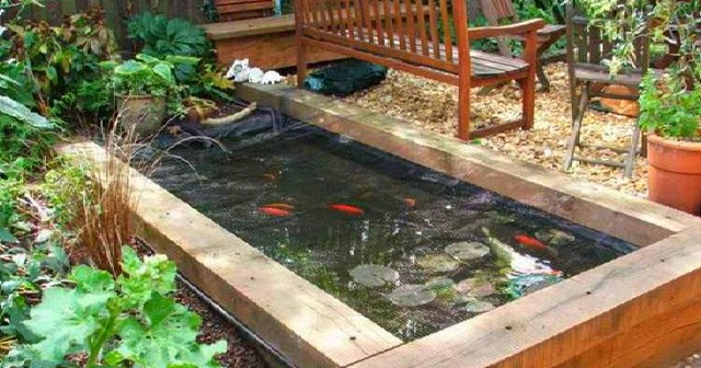 8 Cara Mengatasi Kolam Ikan yang Berlumut - Tips Ikan
