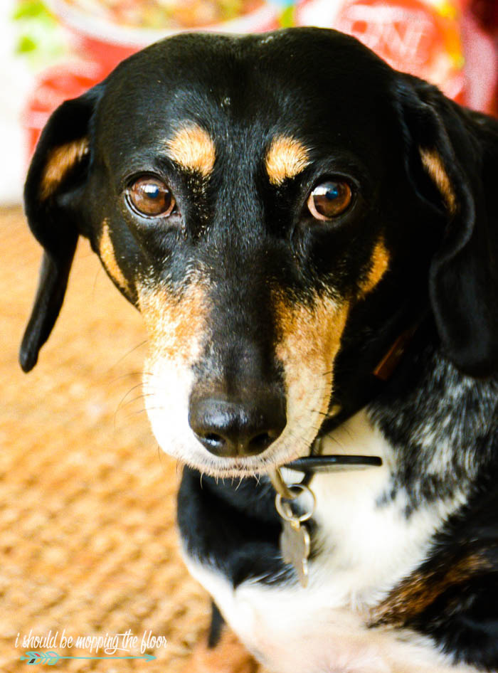 free-printable-dachshund-christmas-cards-i-should-be-mopping-the-floor