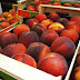 ΤΡΙΤΕΚΝΟΙ ΙΩΑΝΝΙΝΩΝ:Διανομή φρούτων σήμερα  στην Περίβλεπτο