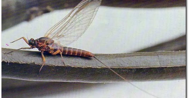 Labiobaetis atrebatinus