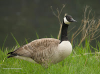 Canada goose, Rustico, PEI, Canada - by Matt Beardsley, May 2017