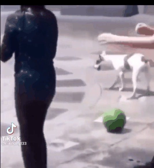 4534535344444tytyytytyty.gif