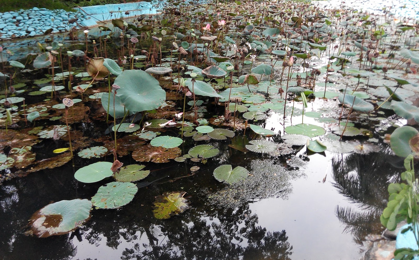 know about kannada and Karnataka Lotus flower Lotus Flower names in
