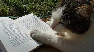 o pisica ce tine labuta pe o carte deschisa