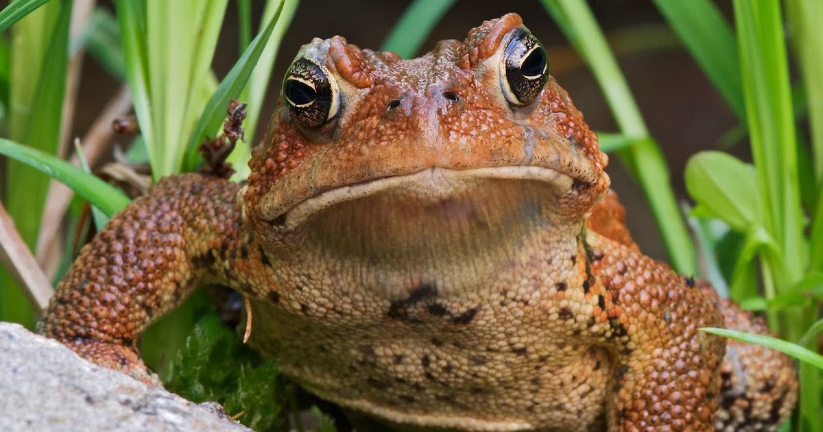 лягушка во сне к чему снится. большие жабы. как спят лягушки. почему одна лягушка сидит на другой. лягушки поволжья.