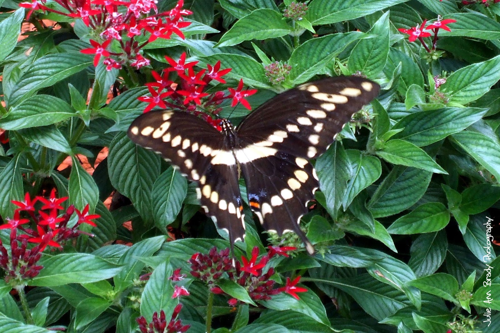 Julie Ann Brady : Blog On: Adult Giant Swallowtail Butterfly