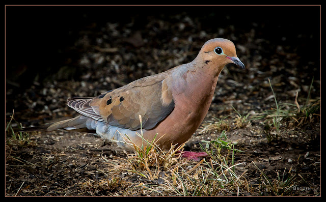 Nature Photography