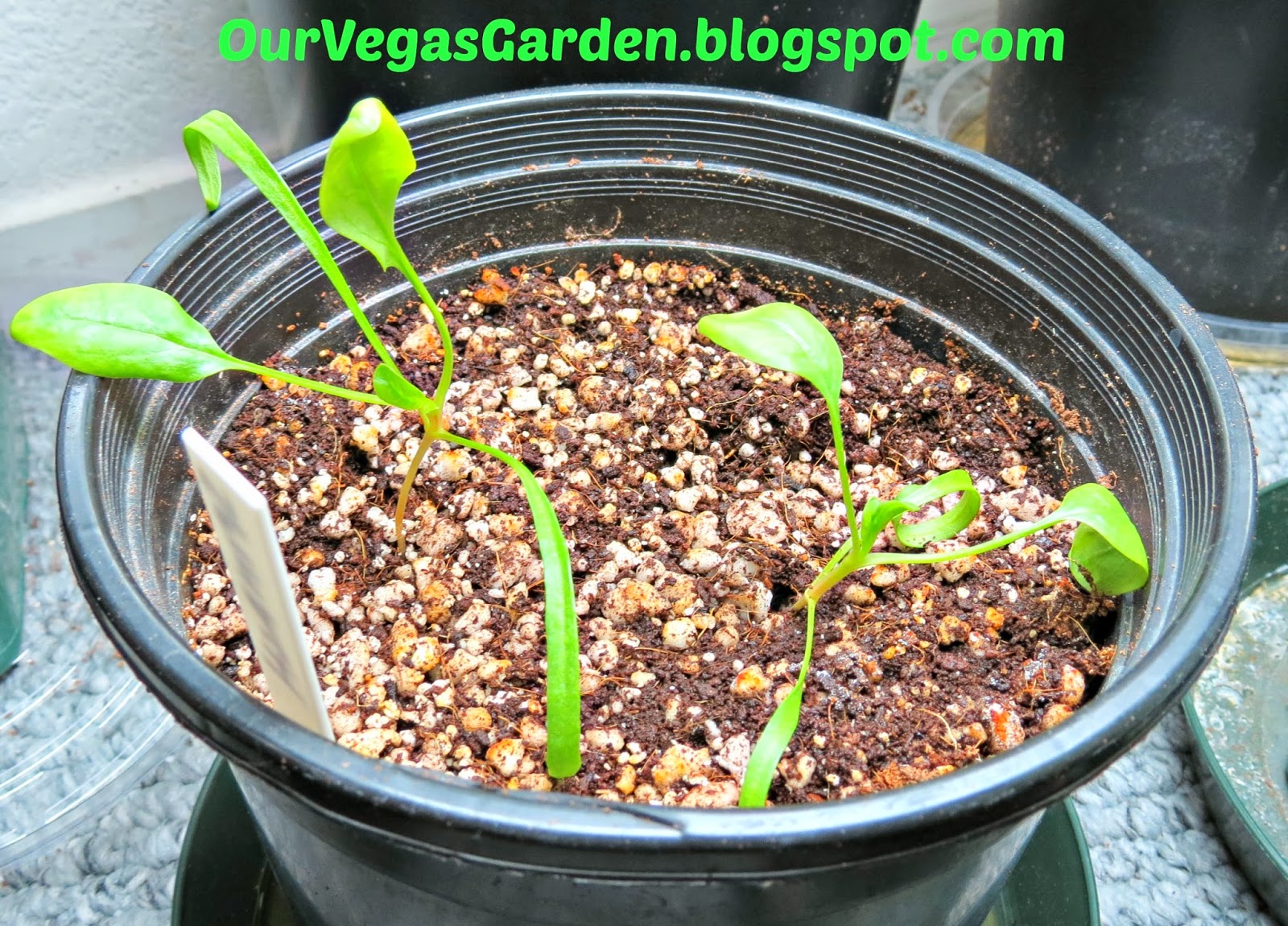 Desert Organic Farming Organic Indoor Garden Potted Plants End of Week 2