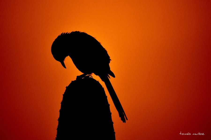 10. sleepy bird by Tomás Muñoz