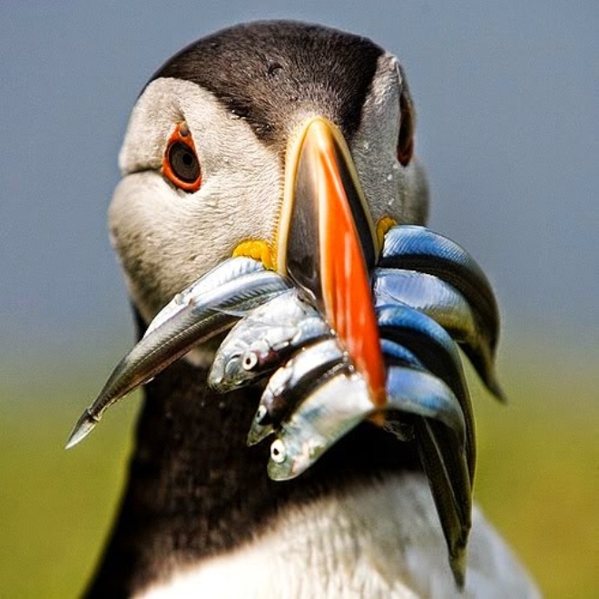 мозгоклюйка. пчелиная птичка зунзунито. сумасшедшие птички. сойка мозгоклюйка. хохлатая синица.