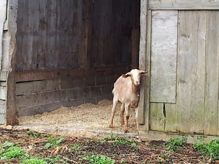 Tan colored Alpine goat standing inside barn door