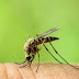 Ιός Δυτικού Νείλου: Πόσο επικίνδυνο είναι το τσίμπημα από τα μολυσμένα κουνούπια – Πώς θα προστατευτείτε