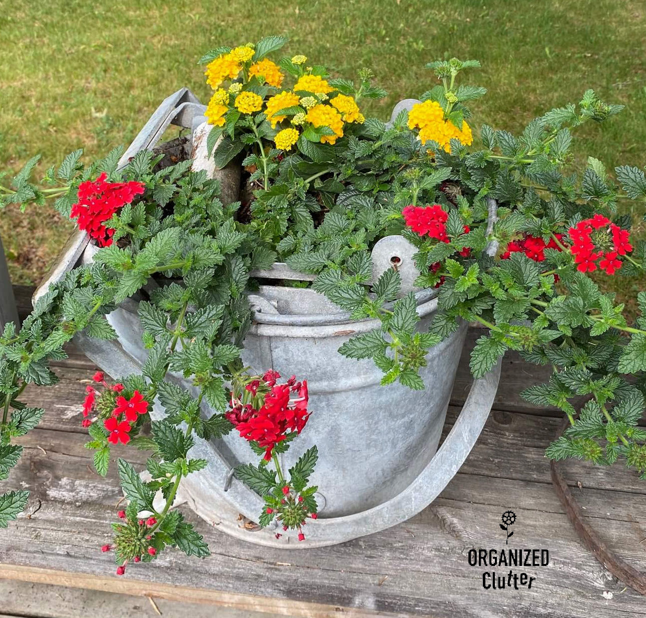 Galvanized Buckets, Annuals, Climbing Vines, And Other Junk Garden