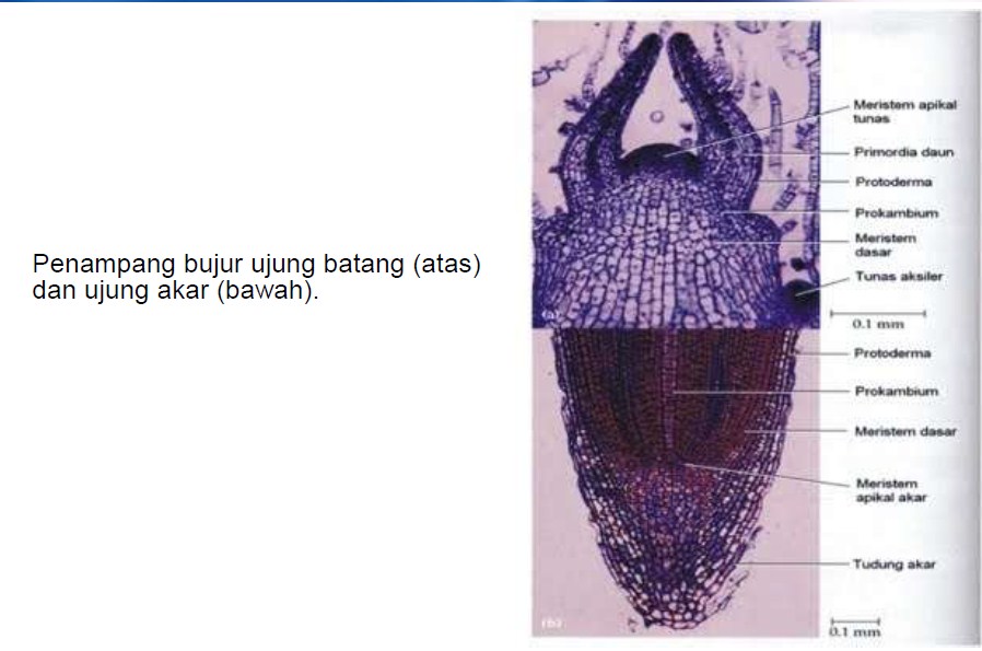 Anatomi Tumbuhan Jaringan Muda (Meristem) - SekolahSD - Tempat Sharing