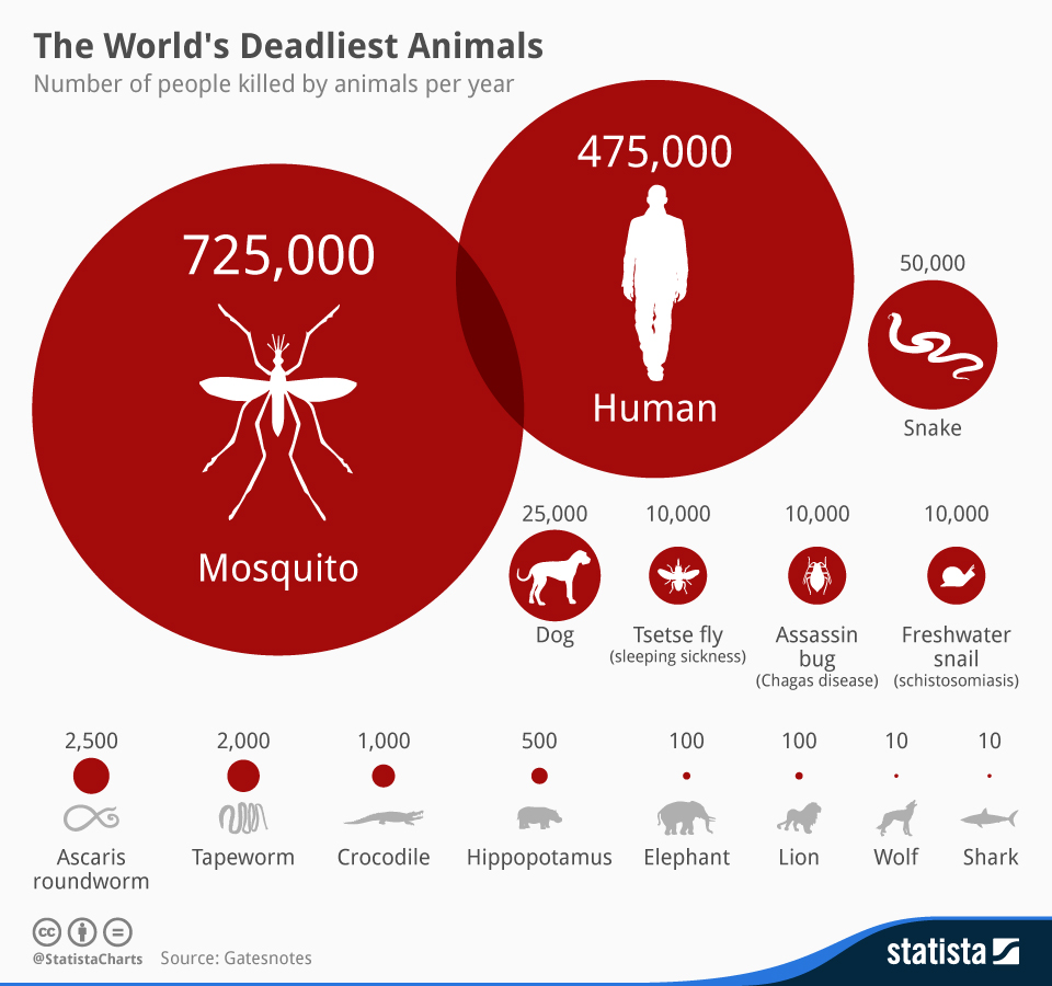 ANIMAL MAS LETAL ¨Peligroso" del Mundo MOSQUITO causas entre de 725,00