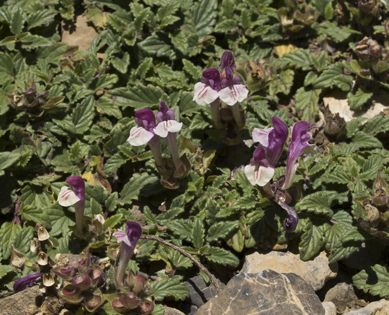 Paseos por la naturaleza Scutellaria alpina. Hierba de la celada.