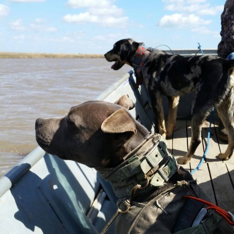 The Catahoula Hog Dog How To Properly 'Train' A Hog Dog For Pen Or Woods