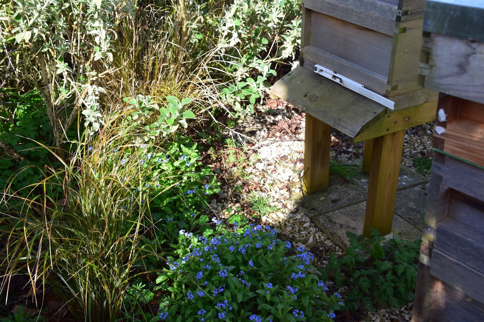 Plants Blog Buddleia Davidii