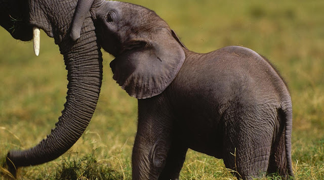 අලි ඇතුන් පිළිබඳ හොඳම කරුණු 10ක් සමග විස්තරයක් ❤️✍️🐘 (A Description With 10 Best Facts About Elephants)