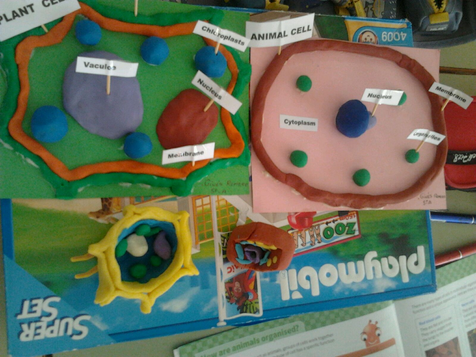 SCIENCE IN THE SCHOOL ANIMAL AND PLANT CELLS