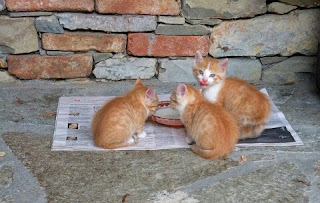 Susu insan yang cocok untuk anak kucing Susu Manusia yang Cocok untuk Anak Kucing