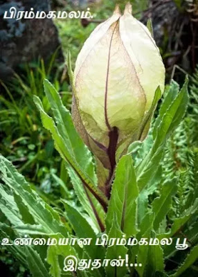 brahma kamalam flower