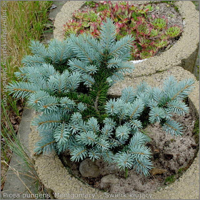Picea pungens 'Montgomery' - Świerk kłujący 'Montgomery' pokrój