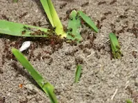 mieren in de tuin