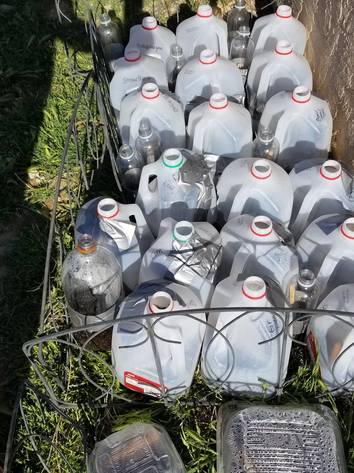 Winter Sowing A Vegetable Garden | A Frugal Homestead