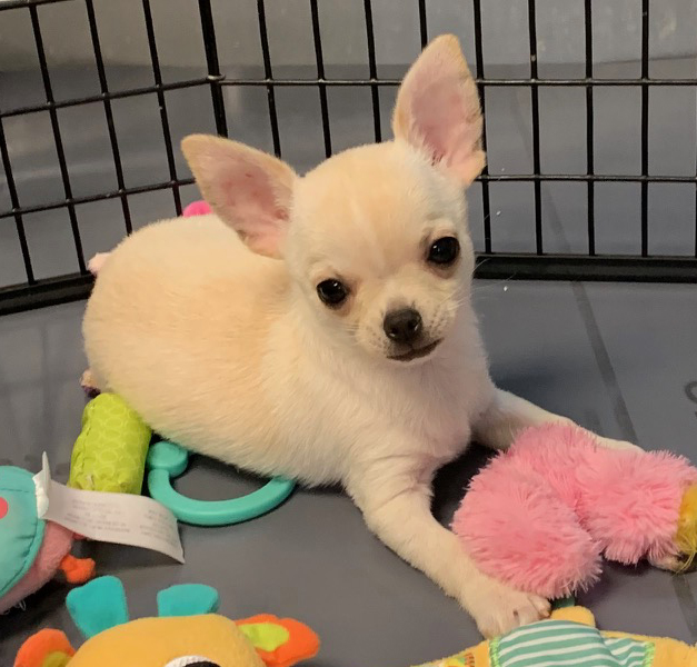 knockout chihuahuas