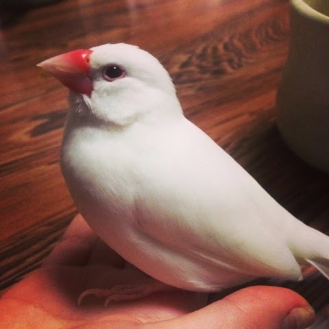 Java Sparrow