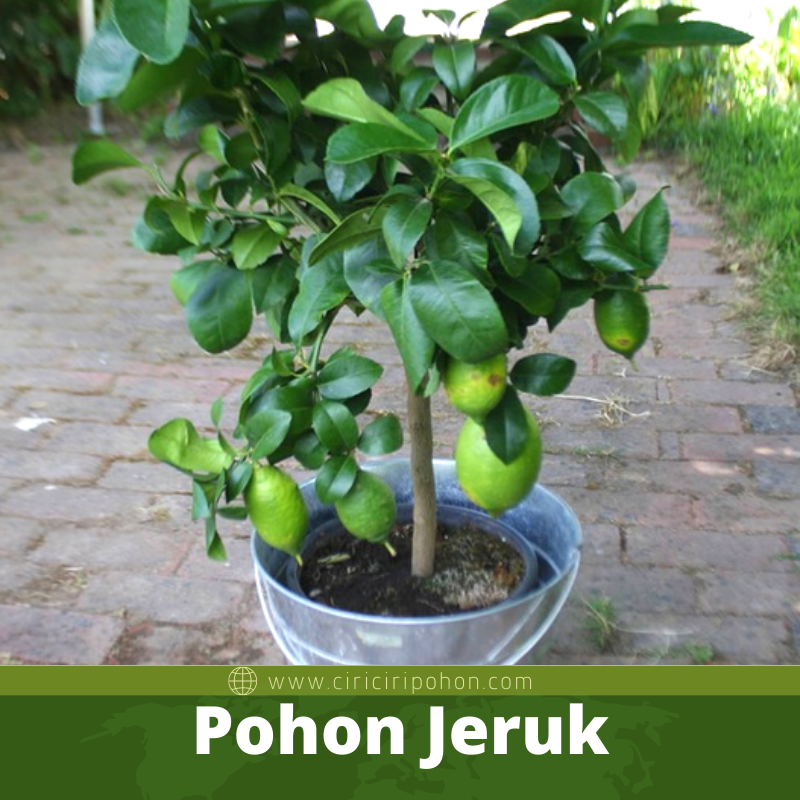 Pohon Jeruk