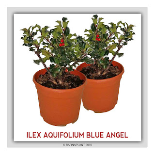 Ilex-Aquifolium-Blue-Angel